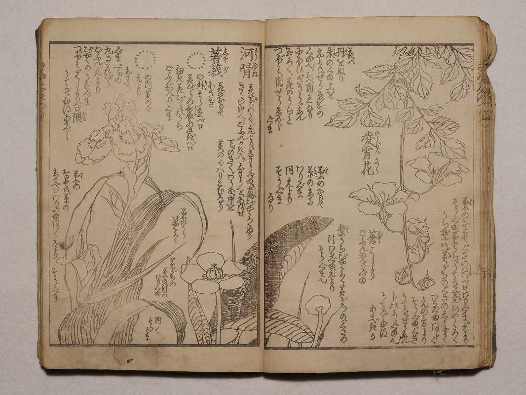 絵本彩色通 絵本彩色通 / 葛飾北斎 | Natsume Books
